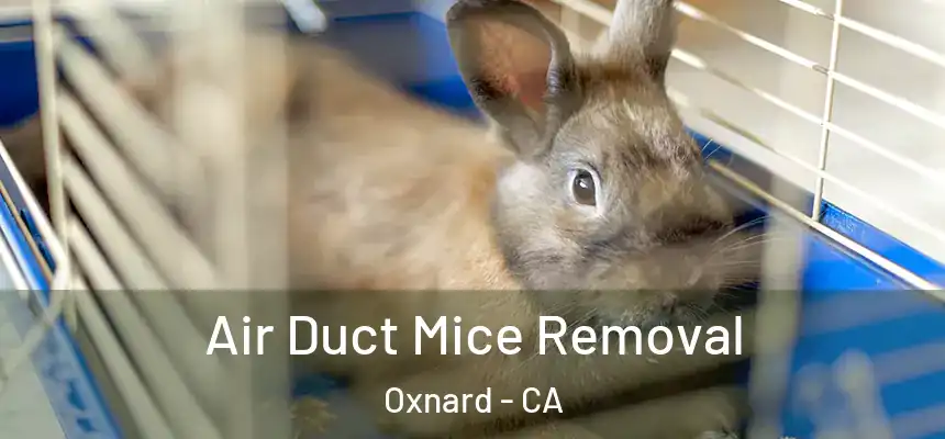 Air Duct Mice Removal Oxnard - CA
